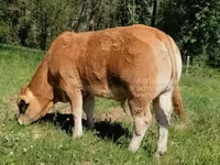 Bull, Limousin cow — photo 4