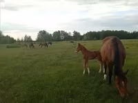 घोड़ी, American shetland pony — फ़ोटो 8