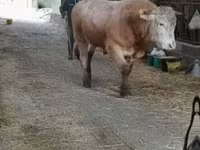 Bull, Blonde d’Aquitane cattle — photo 1