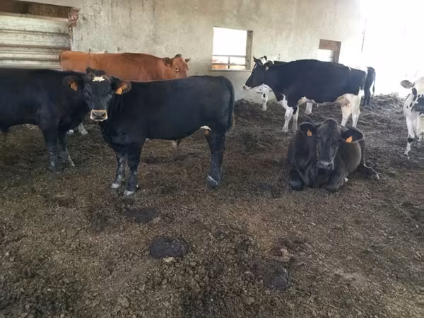 Aberdeen-Angus