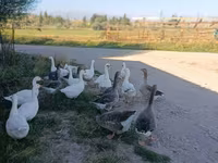 Geese — zdjęcie 4
