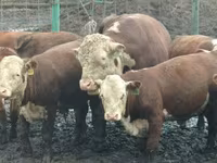 Bull, Jersey breed — photo 6