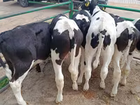 Bull, Holstein breed — photo 6