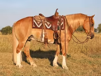घोड़ा, Gypsy horse — फ़ोटो 5