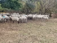 نعجة, Baerchuke sheep — الصورة 3