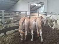 Krowa, Blonde d’Aquitane cattle — zdjęcie 1