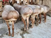 公羊, Sheep — 照片 2