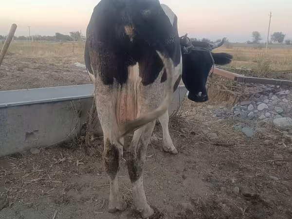 Cow, Holstein breed
