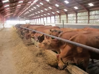 Cow, Jersey breed — photo 6