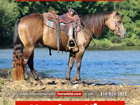 घोड़ा, Quarter Horse — फ़ोटो 1