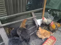 Chickens — zdjęcie 2