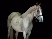 Kobyła, Quarter Horse — zdjęcie 2