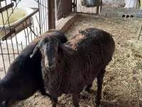公羊, Sheep — 照片 1