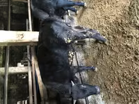 Byk, Simmental cattle — zdjęcie 1