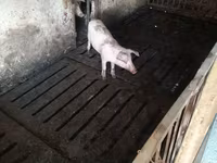 Locha, Дюрок — zdjęcie 3