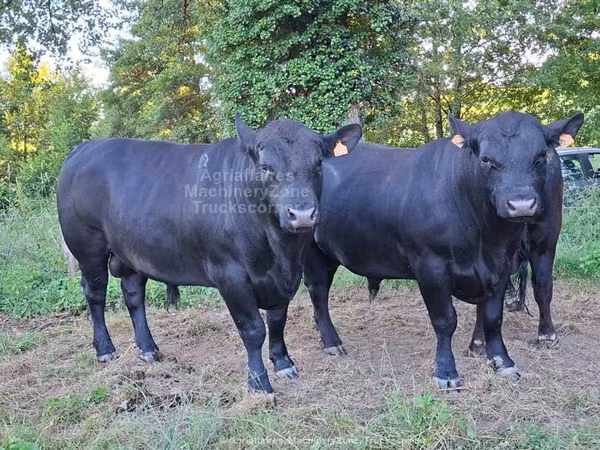 Bull, Hereford — United Kingdom