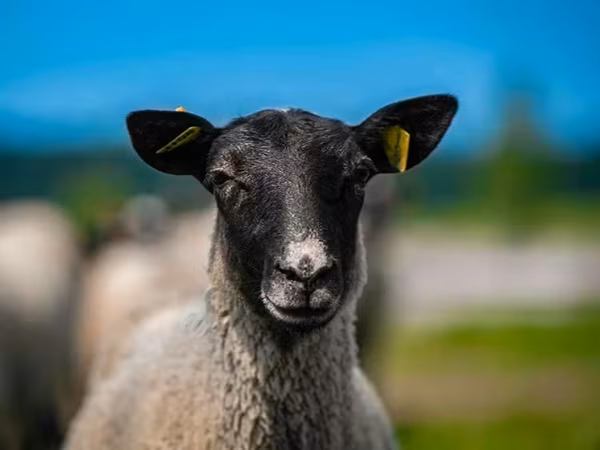 公羊, Romanov sheep
