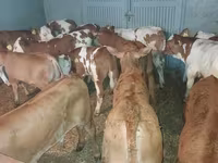 Bull, Cattle — photo 1