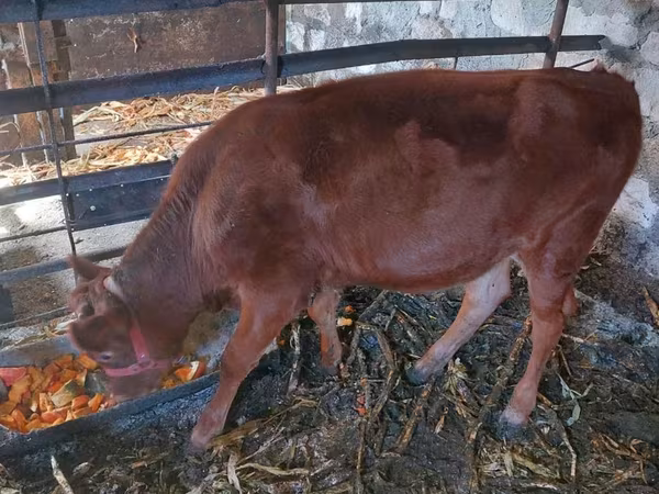 Krowa, Rasa jerseyjska