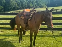 घोड़ी, Quarter Horse — फ़ोटो 2