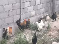 Chickens — zdjęcie 7