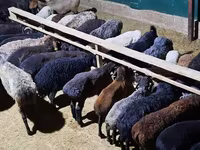 Ram, Sheep — photo 7