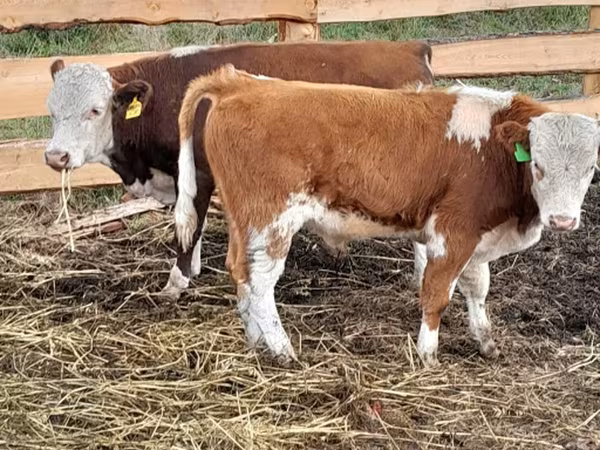 Aberdeen-Angus