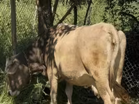 Krowa, Bydło — zdjęcie 4