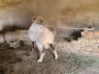 公羊, Rhon sheep — 照片 2