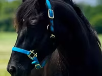 Mare, Rocky Mountain Horse — photo 6