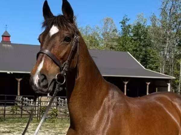 Mare, Dutch warmblood horse