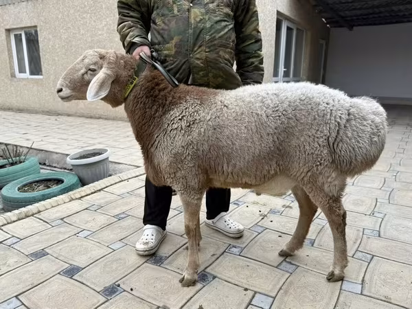 گوسفند
