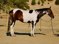 Koń, National Show Horse — zdjęcie 1
