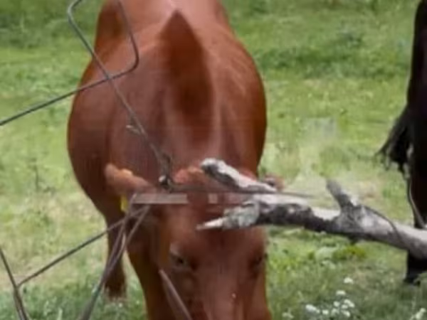 Cow, Cattle