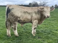 Bull, Charolais cattle — photo 5