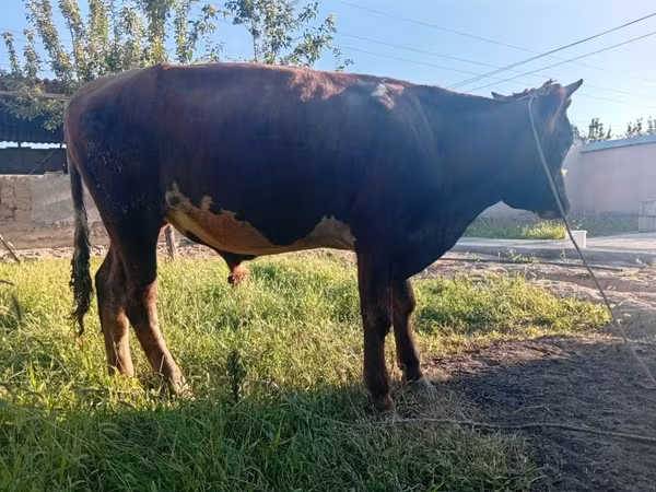 Bull, Cattle