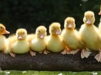Ducks — zdjęcie 1