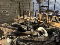 公羊, Sheep — 照片 4