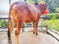 公牛, Cattle — 照片 4