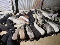 Ram, Sheep — photo 7