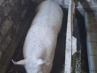 公猪, Pigs — 照片 1