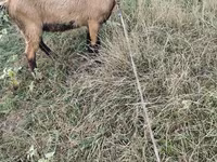Billy Goat, Goats — photo 1