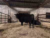 公牛, Aberdeen-Angus — 照片 8