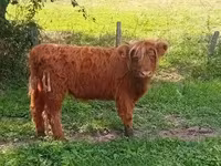 Cow, Highland — photo 3