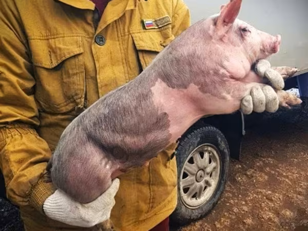 母猪, Pigs