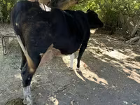 Kuh, Holstein-Rasse — Foto 3