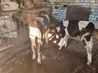 公牛, Cattle — 照片 3