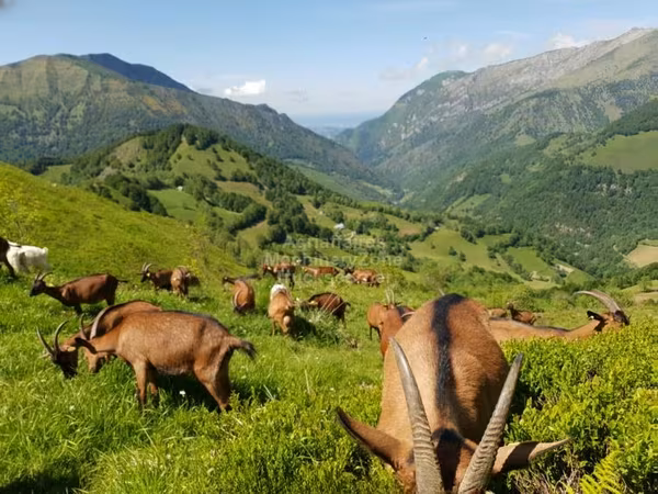 Goat, Alpine goat