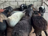 公羊, Sheep — 照片 2