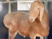 公羊, Rhon sheep — 照片 4